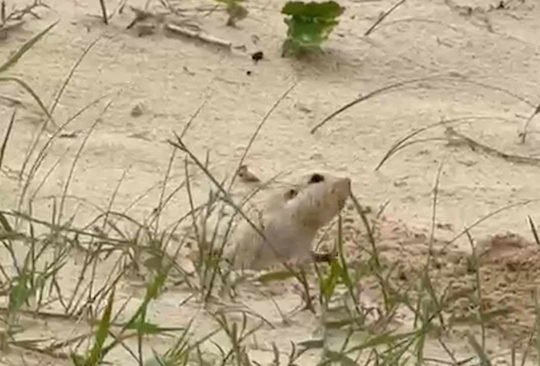 Tuco-tuco: roedor amea&ccedil;ado de extin&ccedil;&atilde;o &eacute; flagrado em duna no Litoral do RS; veja v&iacute;deo