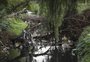 Preocupados com proliferação de mosquitos, moradores da Vila Minuano pedem retirada de árvores caídas no Arroio Sarandi