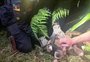 Cachorro amarrado em terreno baldio e com pata quebrada é resgatado por bombeiros em Caxias do Sul