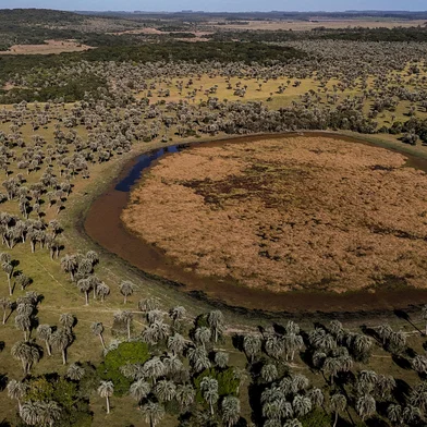 TAPES, R, BRASIL, 11-06-2025: Preservação do maior butiazal do Brasil gera renda com produção de alimentos, artesanato e é fonte de pesquisa para universidades. Os butiazeiros localizados em Tapes representam a maior concentração da planta do país. As palmeiras têm ciclos de vida de 300 anos e a ocorrência da espécie neste local data de 9 mil anos. Foto: Jonathan Heckler/Agência RBSLocal: Tapes<!-- NICAID(16057431) -->