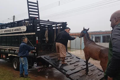 Prefeitura de Pelotas resgata animais de grande porte<!-- NICAID(16198807) -->