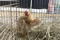 Pavilhão dos pequenos animais na Expoleite e Fenasul, no parque Assis Brasil, em Esteio, recebe aves após um hiato de dois anos<!-- NICAID(16036714) -->