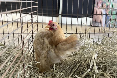 Pavilhão dos pequenos animais na Expoleite e Fenasul, no parque Assis Brasil, em Esteio, recebe aves após um hiato de dois anos<!-- NICAID(16036714) -->
