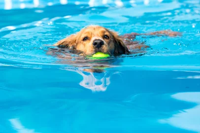 Dog retrieving a toy and playing in pool at splash challengeIndexador: Elizabeth A CummingsFonte: 218658398<!-- NICAID(15616737) -->