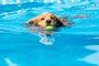 Dog retrieving a toy and playing in pool at splash challengeIndexador: Elizabeth A CummingsFonte: 218658398<!-- NICAID(15616737) -->