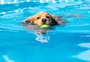Quais os cuidados necessários para os cães tomarem banho de mar ou de piscina