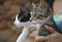 Conheça o trabalho de protetores independentes que acolhem animais de rua em Passo Fundo
