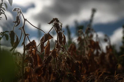 Santa Maria, RS, Brasil, 21-01-2025: Estiagem na região central do Rio Grande do Sul prejucida a produção de soja. Foto: Renan Mattos / Agência RBS<!-- NICAID(15958339) -->