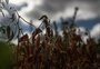 La Niña está de volta? Possibilidade de estiagem ameaça, mais uma vez, safra no RS
