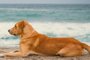 Vaguito, Eu Esperarei Você na Beira do Mar será lançado em abril. conta a história de cão à espera de dono falecido<!-- NICAID(15720943) -->