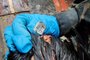 Dezenove pessoas são autuadas por crime ambiental após serem flagradas em rinha de galo no Vale do Caí. Foto: Comando Ambiental Brigada Militar / Divulgação<!-- NICAID(15531032) -->