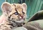 VÍDEO: filhote de gato-maracajá é resgatado no interior de Itatiba do Sul