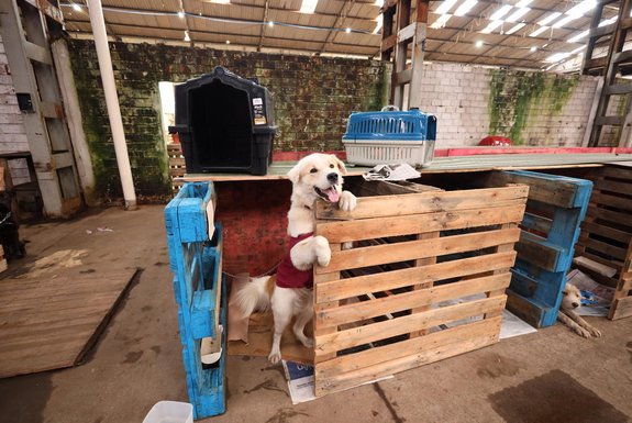21-05-2024, CANOAS - Abrigo de animais gerido por voluntários é inaugurado em Canoas e receberá mais de 3 mil cães<!-- NICAID(15770686) -->