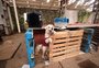 Abrigo de animais gerido por voluntários é inaugurado em Canoas e receberá mais de 3 mil cães