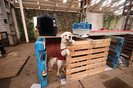 21-05-2024, CANOAS - Abrigo de animais gerido por voluntários é inaugurado em Canoas e receberá mais de 3 mil cães<!-- NICAID(15770686) -->