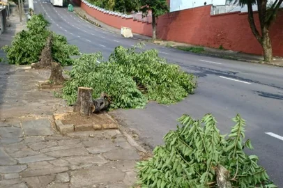 Árvores cortadas na Rua Ernesto Alves<!-- NICAID(15381684) -->