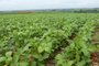 Cultivance é a primeira variedade de soja transgênica desenvolvida no país<!-- NICAID(11843312) -->