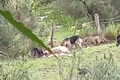 Flagrante de ataque de cães à ovelhas em Cambará do Sul.