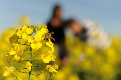 Produtor de Canola, Gilmar Bortolin, de Ronda Alta, norte do Estado.