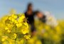 Canola repete embalo de expansão de área como oportunidade no inverno