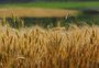 Como a enchente no outono já ameaça os cultivos de inverno no Rio Grande do Sul