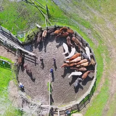 A Polícia Civil do RS deflagrou, na manhã desta terça-feira (9), uma operação para combater um esquema de falsificação de documentos que teria dissimulado a legalização de cerca de 13 mil cabeças de cavalos e 800 de gado sem procedência nos últimos 17 anos. Os animais recebiam registros falsos e eram vendidos a frigoríficos, principalmente no município de São Gabriel.<!-- NICAID(16120475) -->