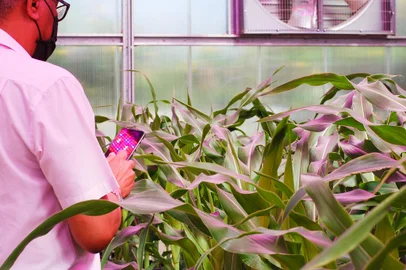 Casa de vegetacao Embrapa<!-- NICAID(15411950) -->