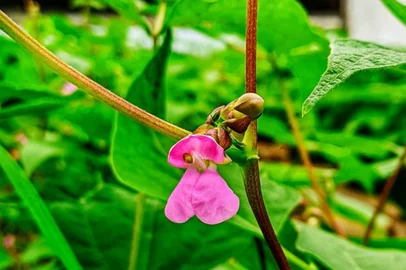 Flor do feijão RS GAÚCHO, nova cultivar registrada pela Secretaria da Agricultura do RS no Ministério da Agricultura<!-- NICAID(15420819) -->