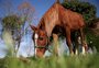 Dois meses após resgate, cavalo Caramelo segue no Hospital Veterinário da Ulbra