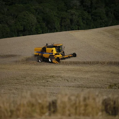 TENENTE PORTELA, RS, BRASIL - 20.10.2021: Máquinas e caminhões agrícolas fazem a colheita do trigo em terras indígenas arrentadas de forma ilegal (FOTO FÉLIX ZUCCO/AGÊNCIA RBS, Editoria de Notícias).<!-- NICAID(14919649) -->