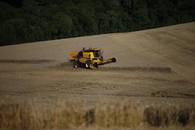 TENENTE PORTELA, RS, BRASIL - 20.10.2021: Máquinas e caminhões agrícolas fazem a colheita do trigo em terras indígenas arrentadas de forma ilegal (FOTO FÉLIX ZUCCO/AGÊNCIA RBS, Editoria de Notícias).<!-- NICAID(14919649) -->