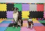 Luz, câmera e o cão: conheça cachorros gaúchos que são estrelas de filmes e séries