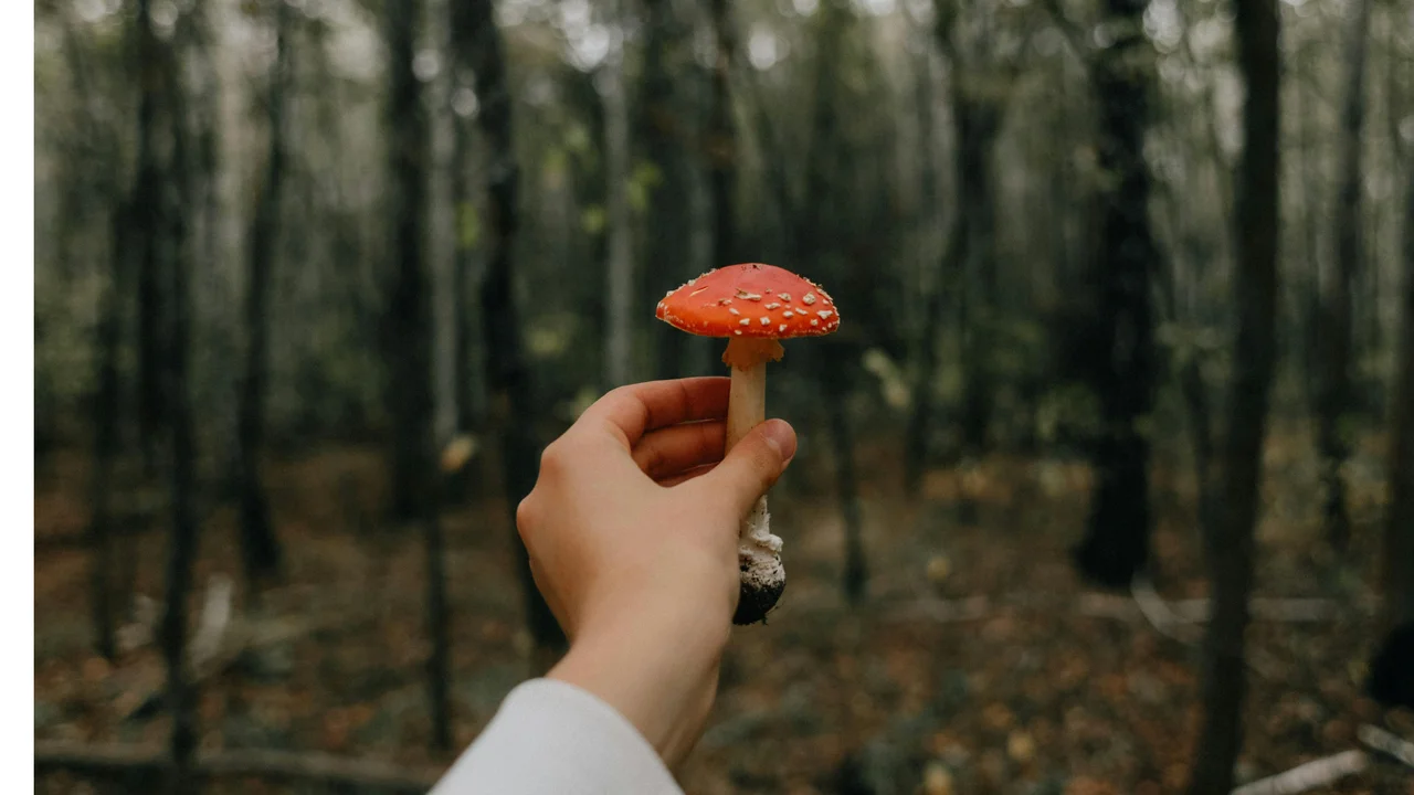 Reprodução/Pexels