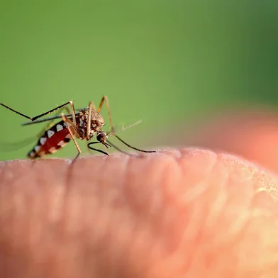 close-up macro mosquito bite hand more detailIndexador: ANAKE:0817002864Fonte: 259349672<!-- NICAID(15670894) -->