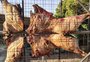 Churrasco de búfalo? Carne será um dos destaques em festival de assado na Capital