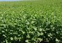 Na sua estreia com a carinata, produtor bate recorde de produtividade no RS