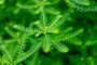Phyllanthus niruri herb plant and other name, Seed-under-leaf, Phyllanthus amarus Schumach & Thonn.Fonte: 367436230<!-- NICAID(15577825) -->