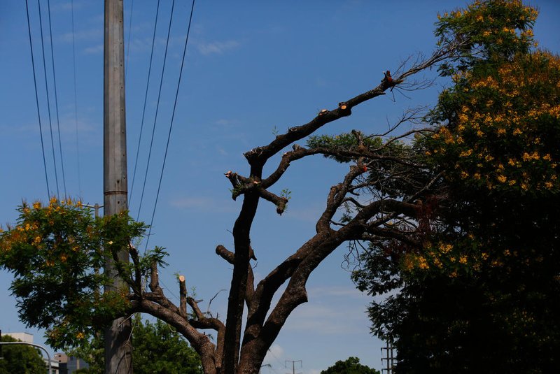 Porto Alegre, RS, Brasil- Bióloga, Lara Lutzenberger, alerta para podas irregulares e sem cuidados técnicos em árvores, nas margens do arroio Dilúvio, que comprometem a saúde destes indivíduos. Foto: Jonathan Heckler / Agencia RBS<!-- NICAID(15335900) -->
