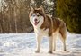 Cachorros da Rússia: conheça 6 raças impressionantes originárias do país