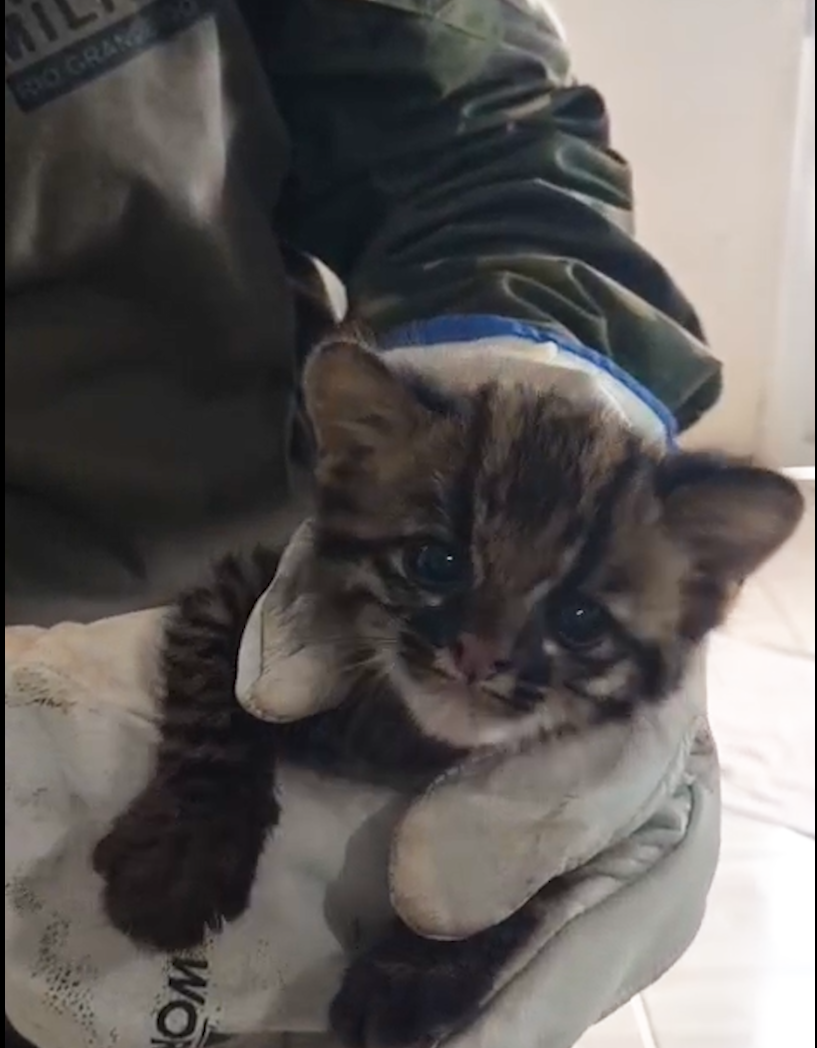 Gato-maracaj&aacute; &eacute; resgatado no noroeste do Estado