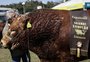 "Obrigado, amigo": a cumplicidade entre produtor e o touro mais pesado da Expointer