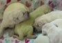 Filhote de golden retriever nasce com pelo verde nos Estados Unidos; veja o vídeo