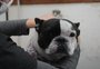 Vendas de produtos para o bem-estar dos pets crescem 62% em um ano  