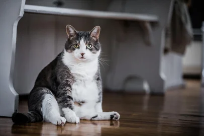 Funny Fat Cat Sitting in the Kitchen and Probably Waiting for some more FoodFonte: 164526817<!-- NICAID(15520656) -->