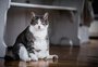 Obesidade felina: dicas para ajudar seu gato a perder peso