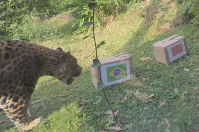 RBS TV / Reprodução Onça de Gramado<!-- NICAID(16305735) -->