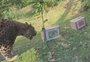 Onça de zoológico de Gramado que acertou palpite em 2022 prevê resultado da estreia do Brasil na Copa do Mundo; veja vídeo