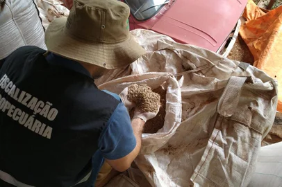 Agricultura impede que mais de 750 toneladas de grãos sejam comercializadas como sementes<!-- NICAID(15061332) -->