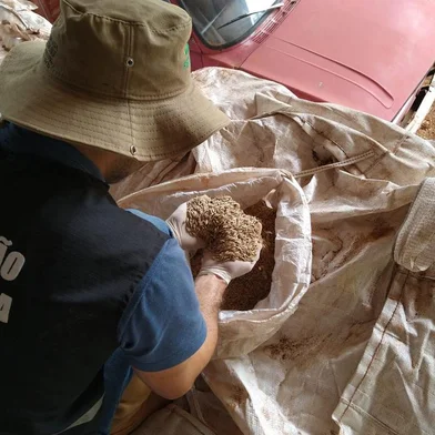 Agricultura impede que mais de 750 toneladas de grãos sejam comercializadas como sementes<!-- NICAID(15061332) -->