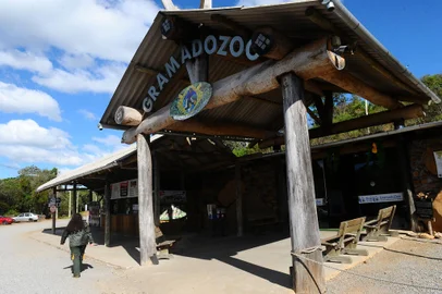 CAXIAS DO SUL, RS, BRASIL, 27/08/2014 - Puma atropelado em Cambará do Sul está em tratamento no Gramadozoo, em Gramado. Parque foi eleito recentemente como o melhor do Brasil. (JONAS RAMOS/PIONEIRO)Indexador: JONAS RAMOS                     <!-- NICAID(10780602) -->